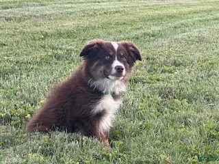 Miniature Australian Shepherd dogs Boy - Ad 2