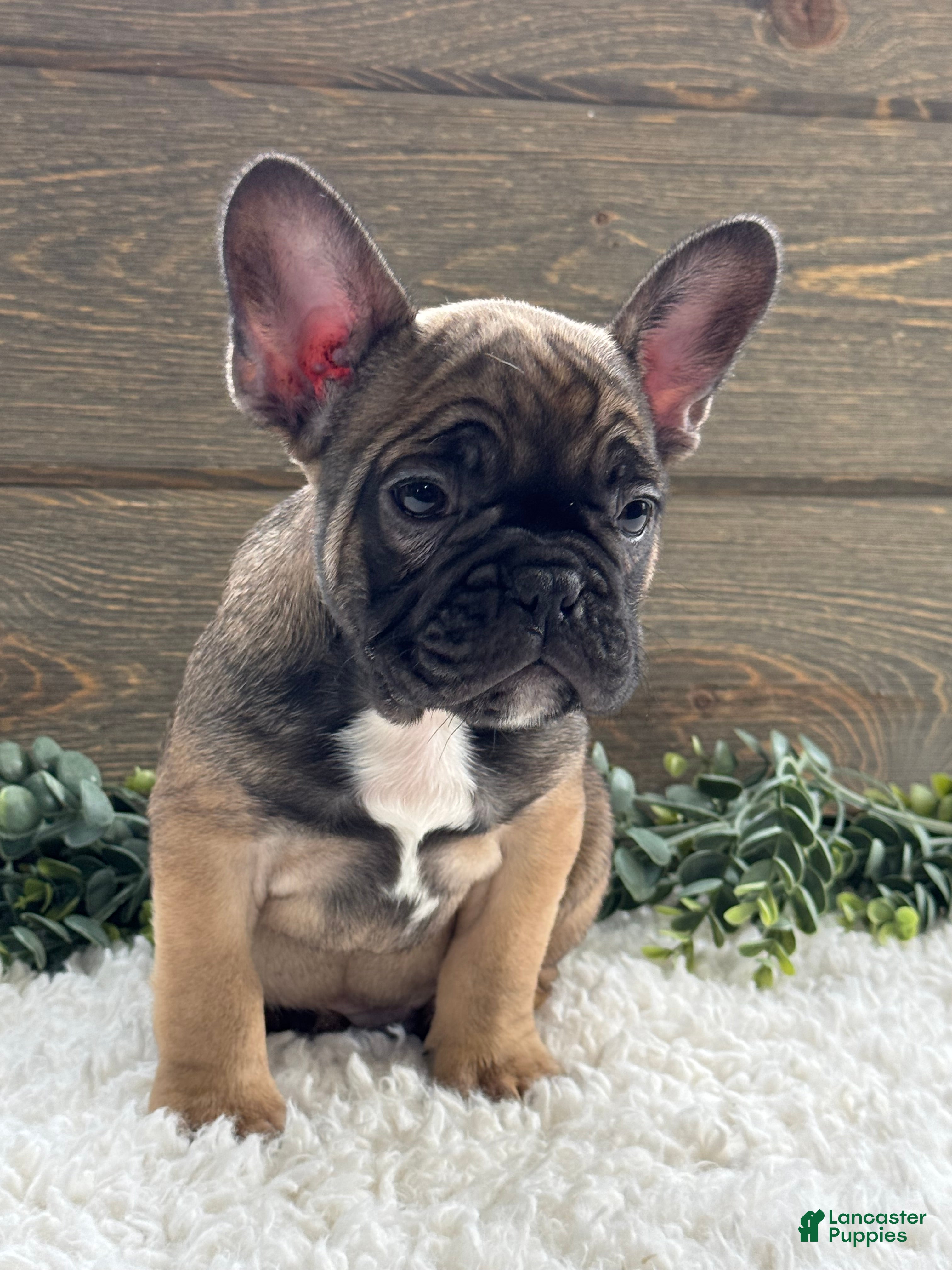 Mixed Breed dogs Rover - Ad 1