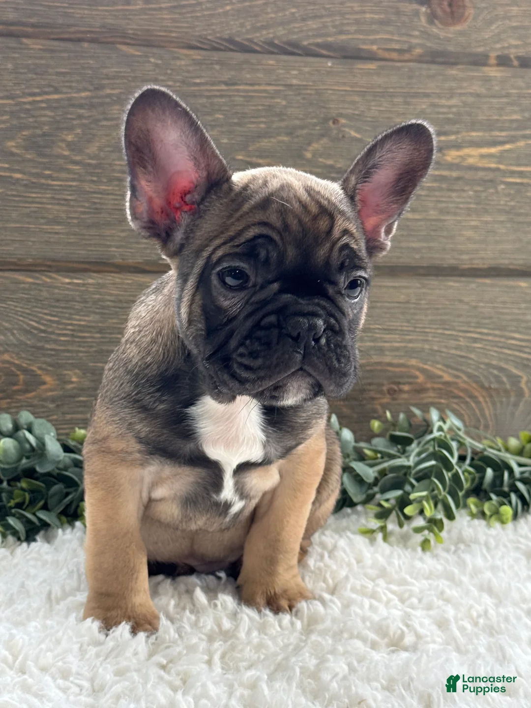 Mixed Breed dogs for sale: Rover - Ad 1