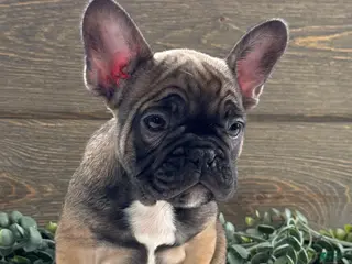 Mixed Breed dogs for sale: Rover - Ad 3