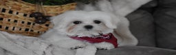 Maltese dogs for sale: Toby - Ad 14