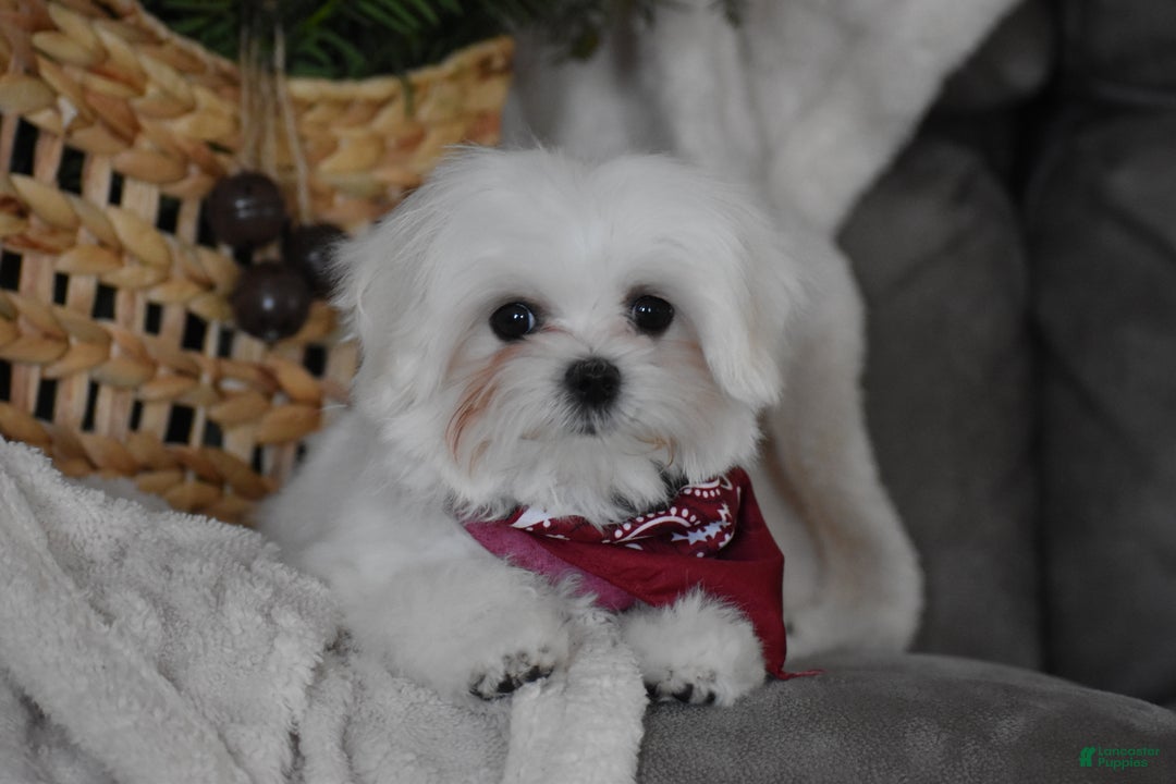 Maltese dogs for sale: Toby - Ad 14
