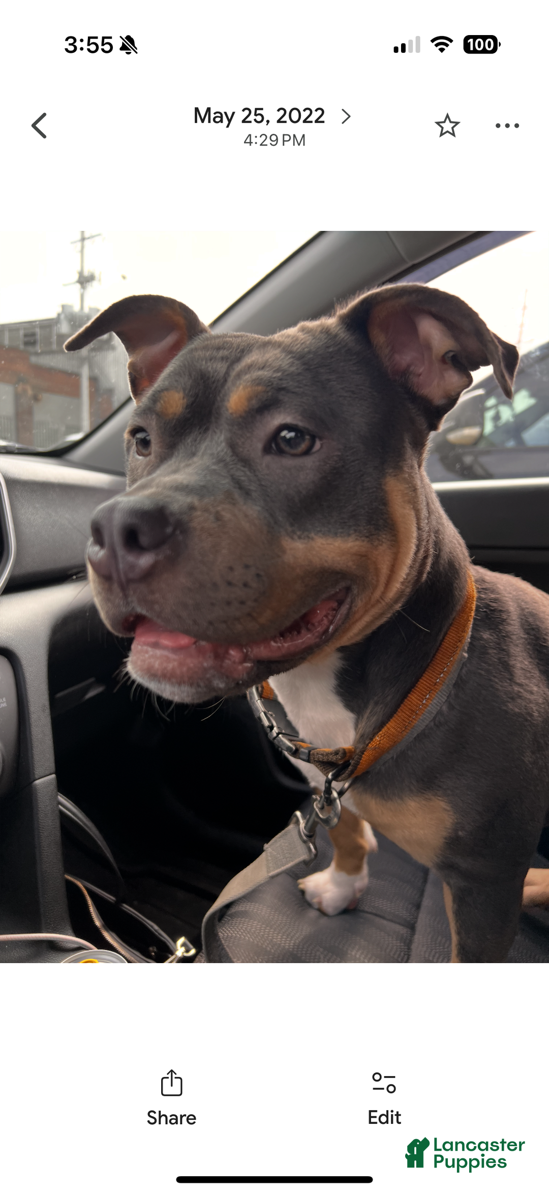 American Bully dogs for sale: American Bully Puppy 1 - Ad 6