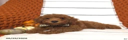 Mini Goldendoodle dogs for sale: River - Ad 4