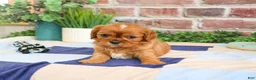 Cavalier King Charles Spaniel dogs for sale: Digger - Ad 4