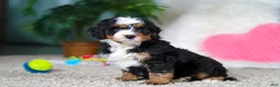 Mini Bernedoodle dogs for sale: Onyx - Ad 3