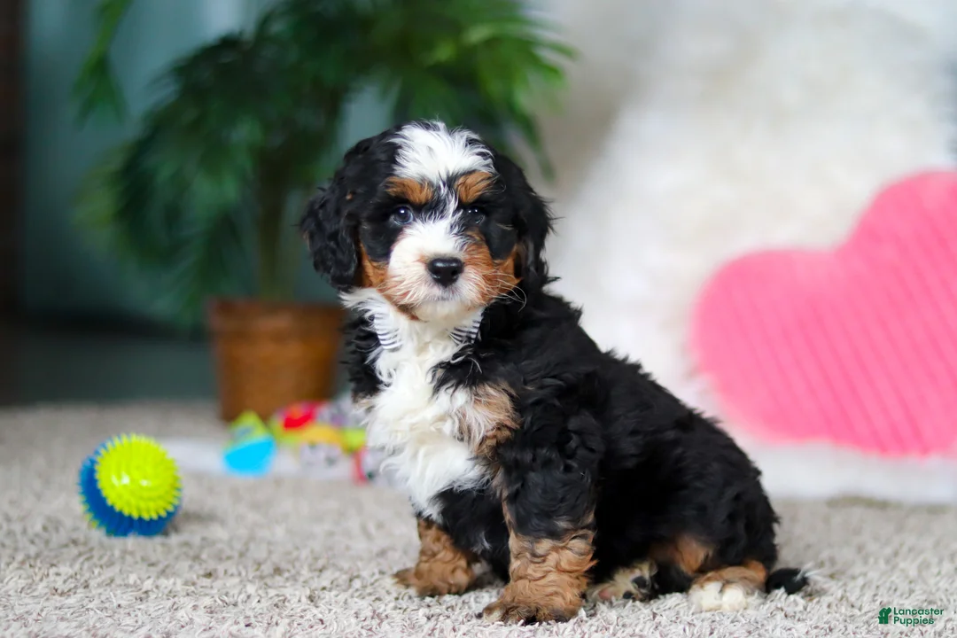 Mini Bernedoodle dogs for sale: Onyx - Ad 3