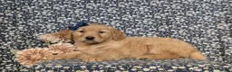 Golden Retriever dogs for sale: Jackie - Ad 5