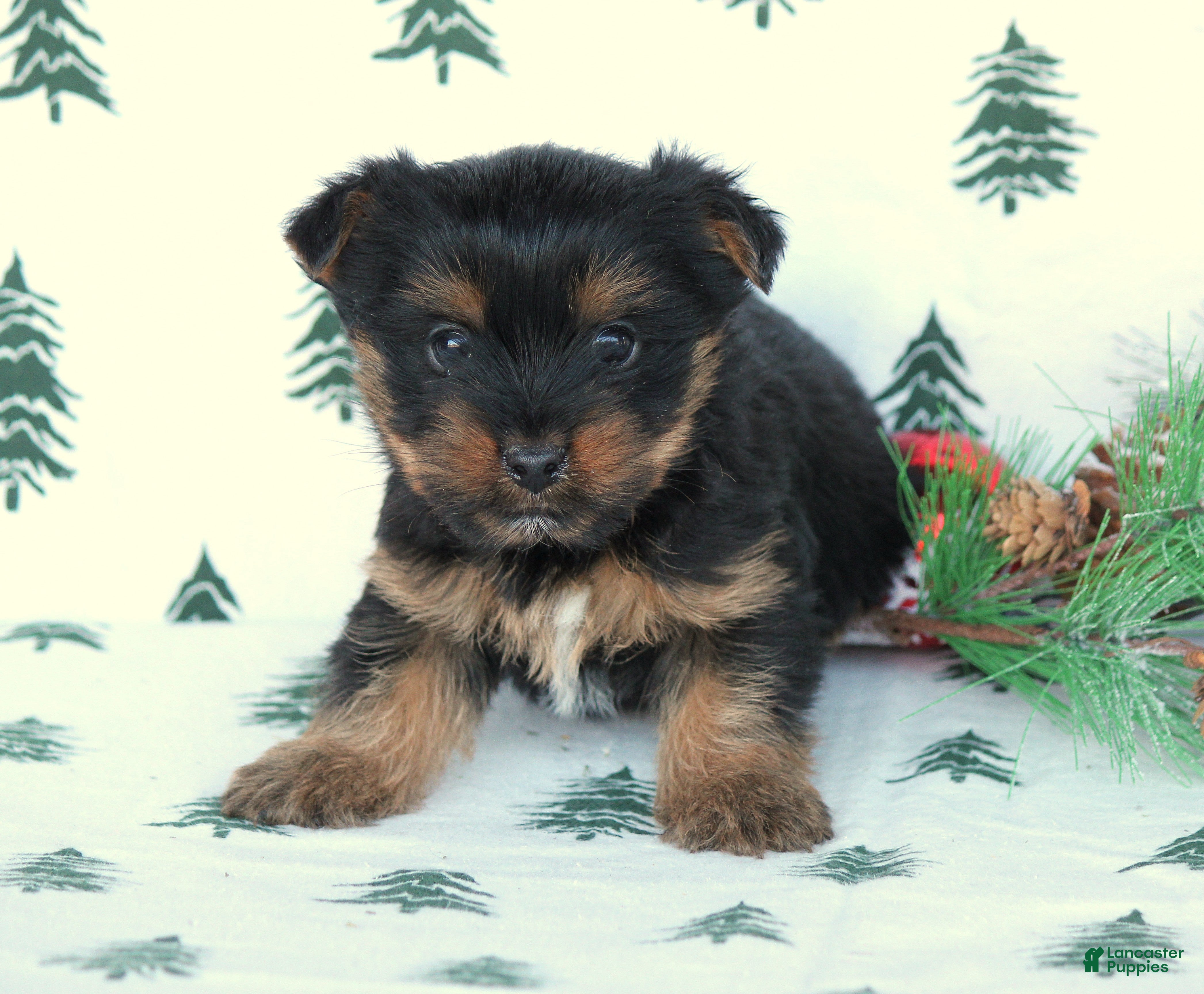 Yorkshire Terrier dogs Tristan - Ad 42