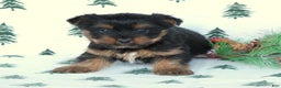 Yorkshire Terrier dogs for sale: Tristan - Ad 1