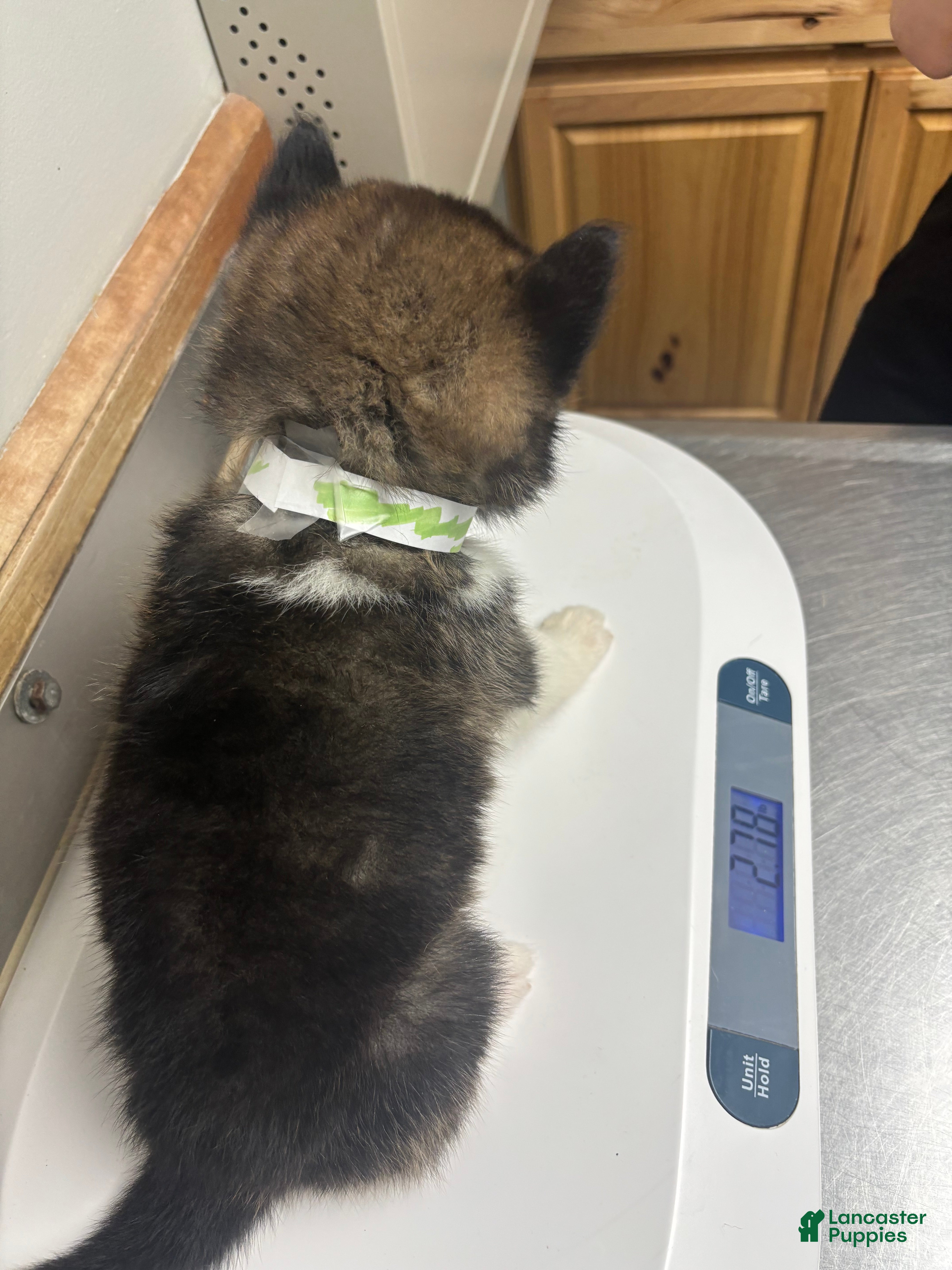 Akita dogs Akita Puppy 3 - Ad 32