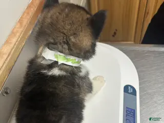 Akita dogs Akita Puppy 3 - Ad 32