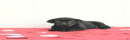 Labrador Retriever dogs for sale: Skye - Ad 2