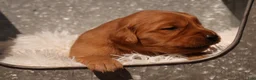 Golden Retriever dogs for sale: Oli - AKC, Genetically Clear - Ad 3