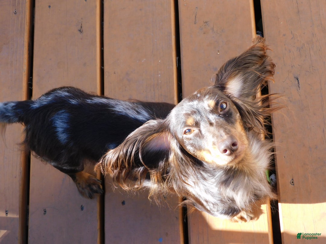 Miniature Dachshund dogs for sale: LMA's ChampionDoxie Snoop Dogg - Ad 43