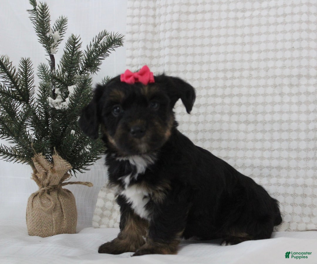 Yorkiepoo dogs for sale: Arabella - Ad 5