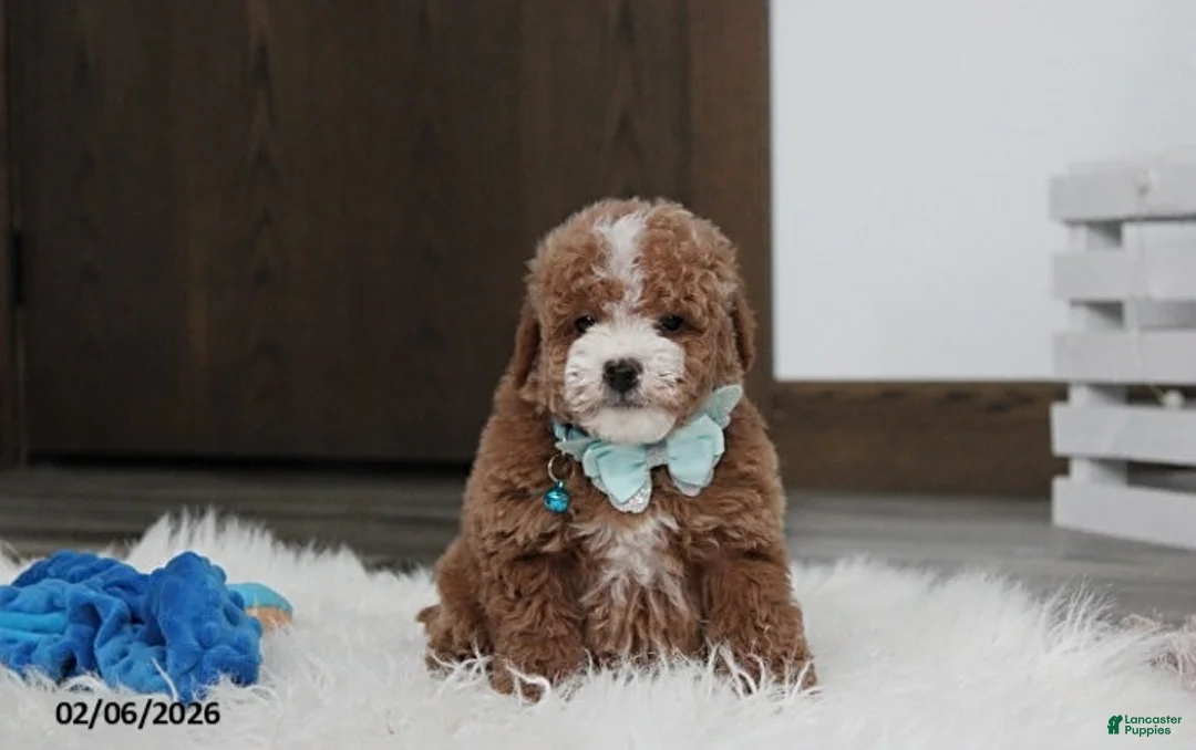 Bichpoo dogs for sale: Tyson - Ad 3