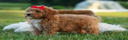 Miniature Poodle dogs for sale: Tyson 💙✨ - Ad 15