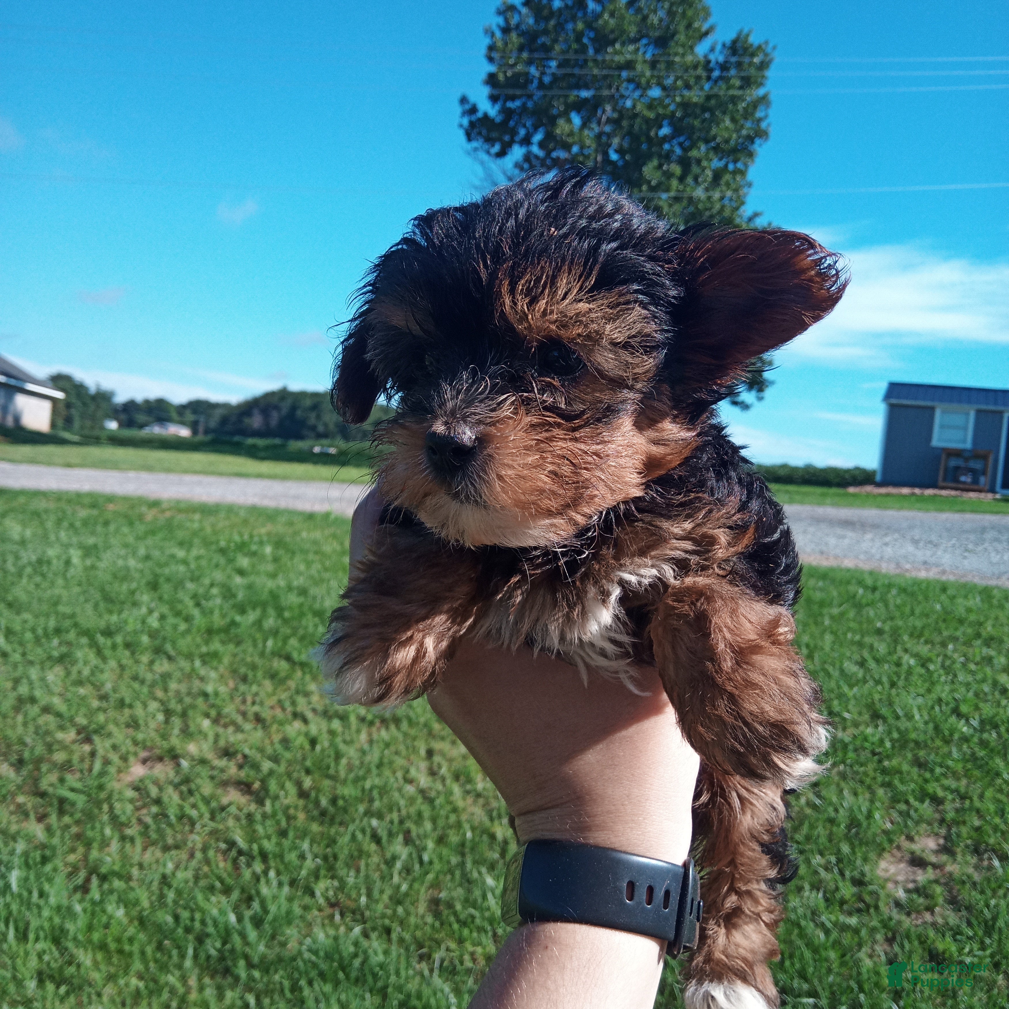 Yorkiepoo dogs Yorkiepoo 3 - Ad 23