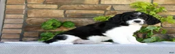 Saint Berdoodles dogs for sale: Alice - Ad 4
