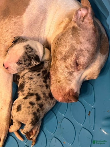 Gallery Image {{count}}