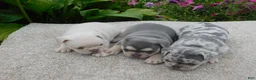French Bulldog dogs for sale: Sadie - Ad 13