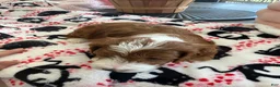 Mini Goldendoodle dogs for sale: Mini Goldendoodle 1 - Ad 9