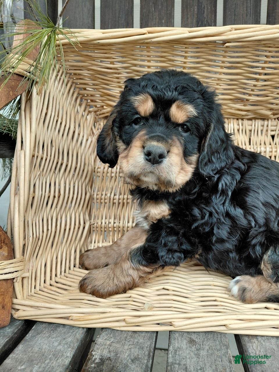 Mixed Breed dogs Diesel  - Ad 1