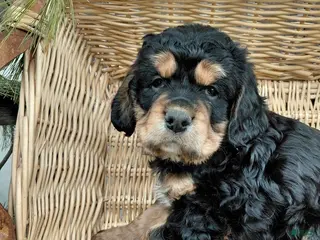 Mixed Breed dogs for sale: Diesel - Ad 3