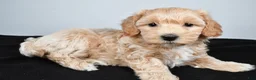 Maltipoo dogs for sale: Lexie - Ad 8