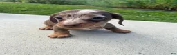 Miniature Dachshund dogs for sale: Honey - Ad 7