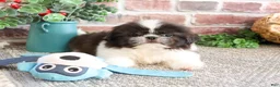 Shih Tzu dogs for sale: Aztec - Ad 4