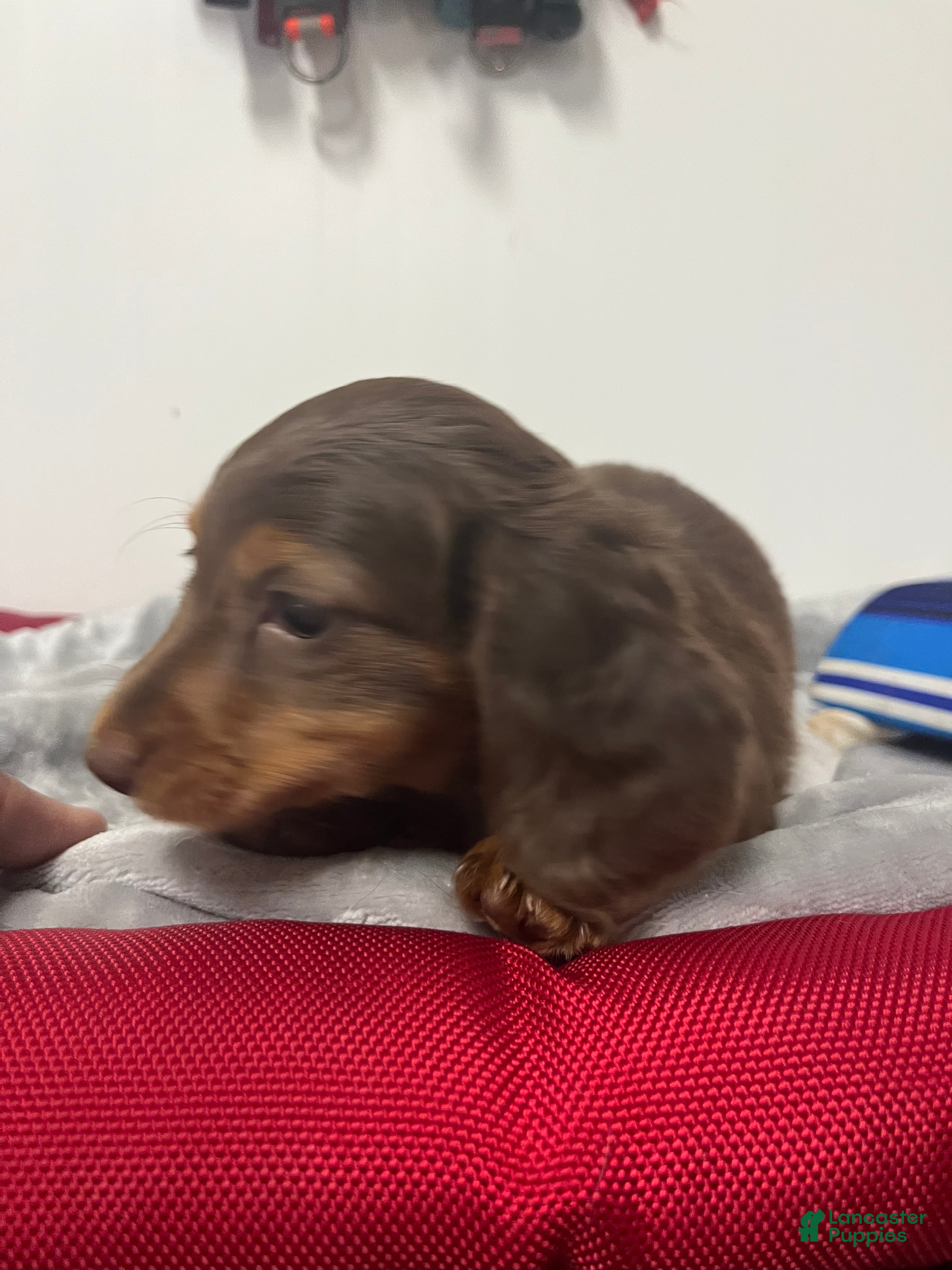Miniature Dachshund dogs Gianna - Ad 1
