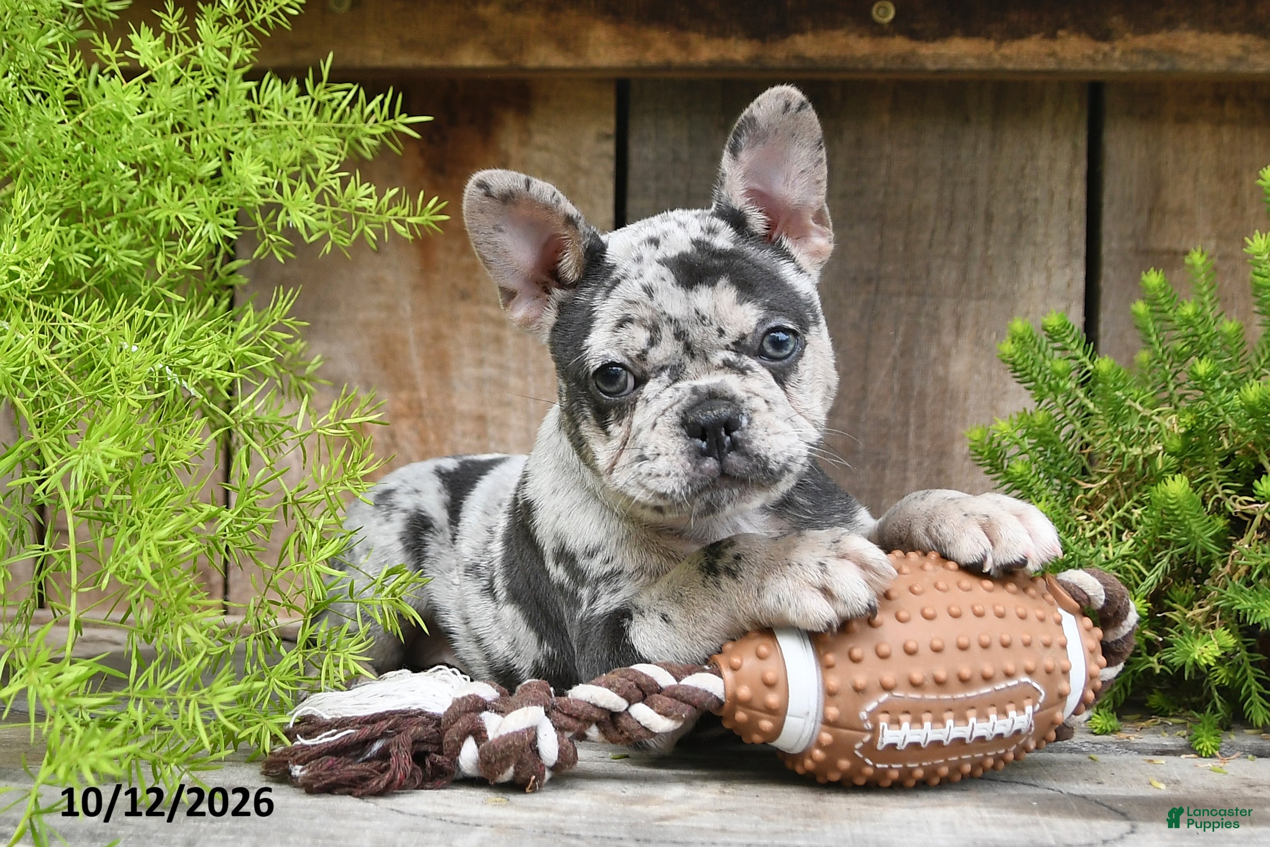 Frenchton dogs for sale: Roxie - Ad 1