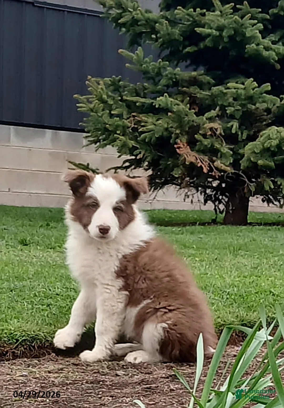 Border Collie dogs for sale: Rambler - Ad 1