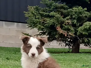 Border Collie dogs Rambler - Ad 1