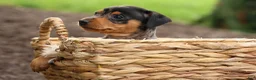 Miniature Pinscher dogs for sale: AMY - Ad 11