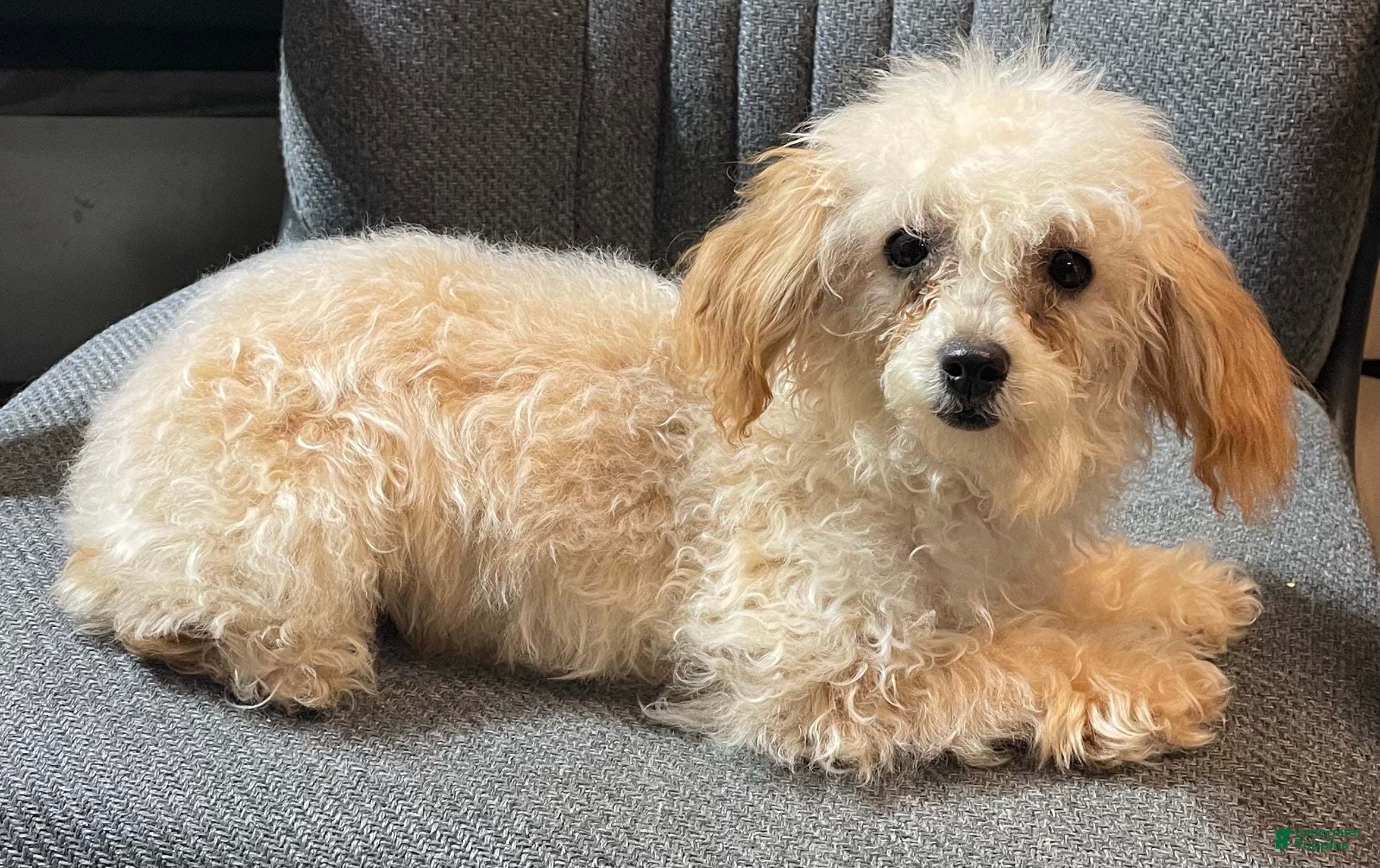 Toy Poodle dogs Leola - Ad 5