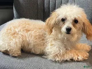 Toy Poodle dogs Leola - Ad 1