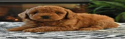 Mini Goldendoodle dogs for sale: Linford - Ad 3