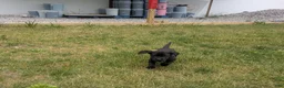 Labrador Retriever dogs for sale: Black Female (Pink) - Ad 7