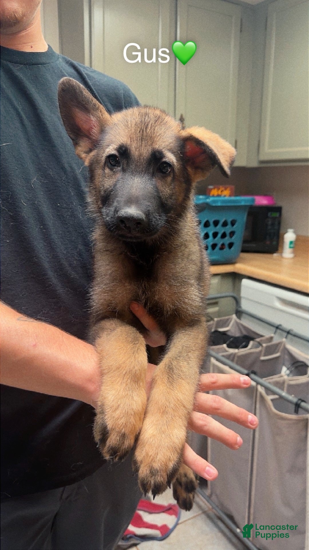 German Shepherd dogs Gus - Ad 11
