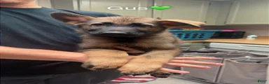 Gus