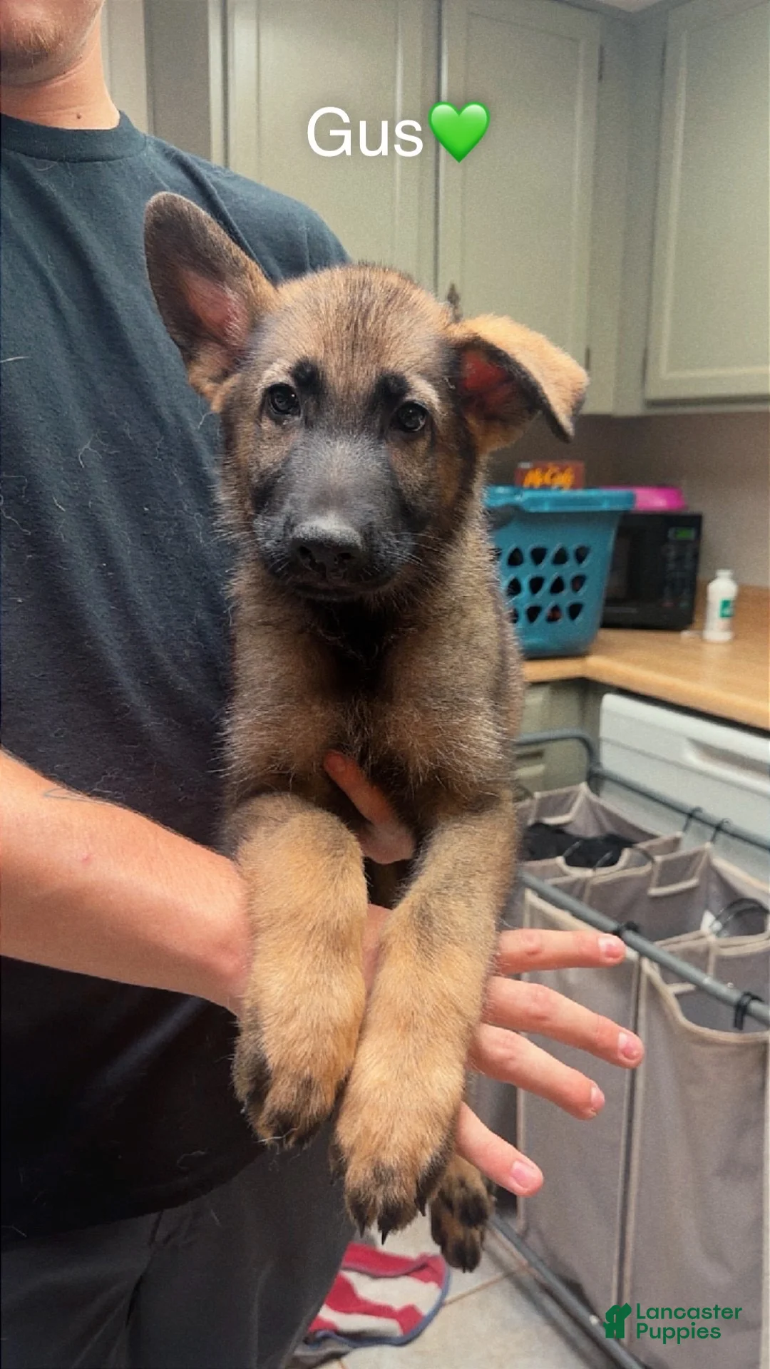 German Shepherd dogs for sale: Gus - Ad 1