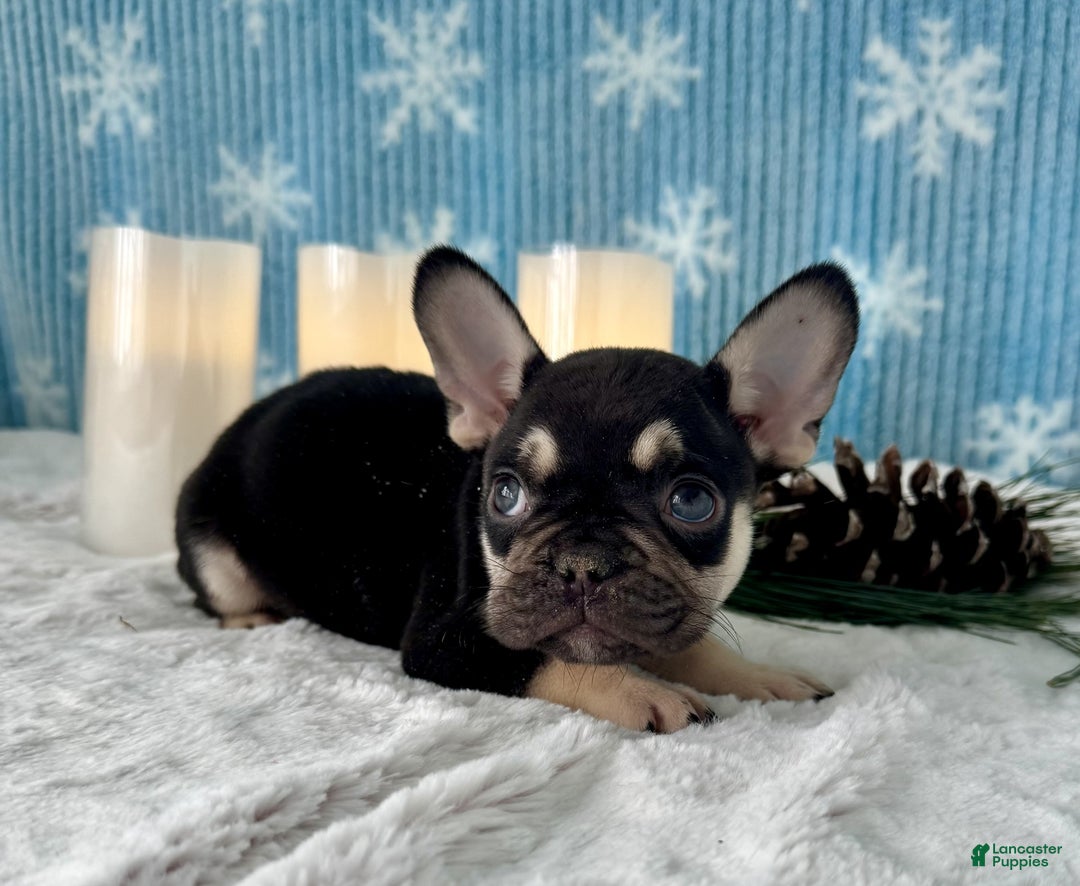 French Bulldog dogs for sale: Cole - Ad 5