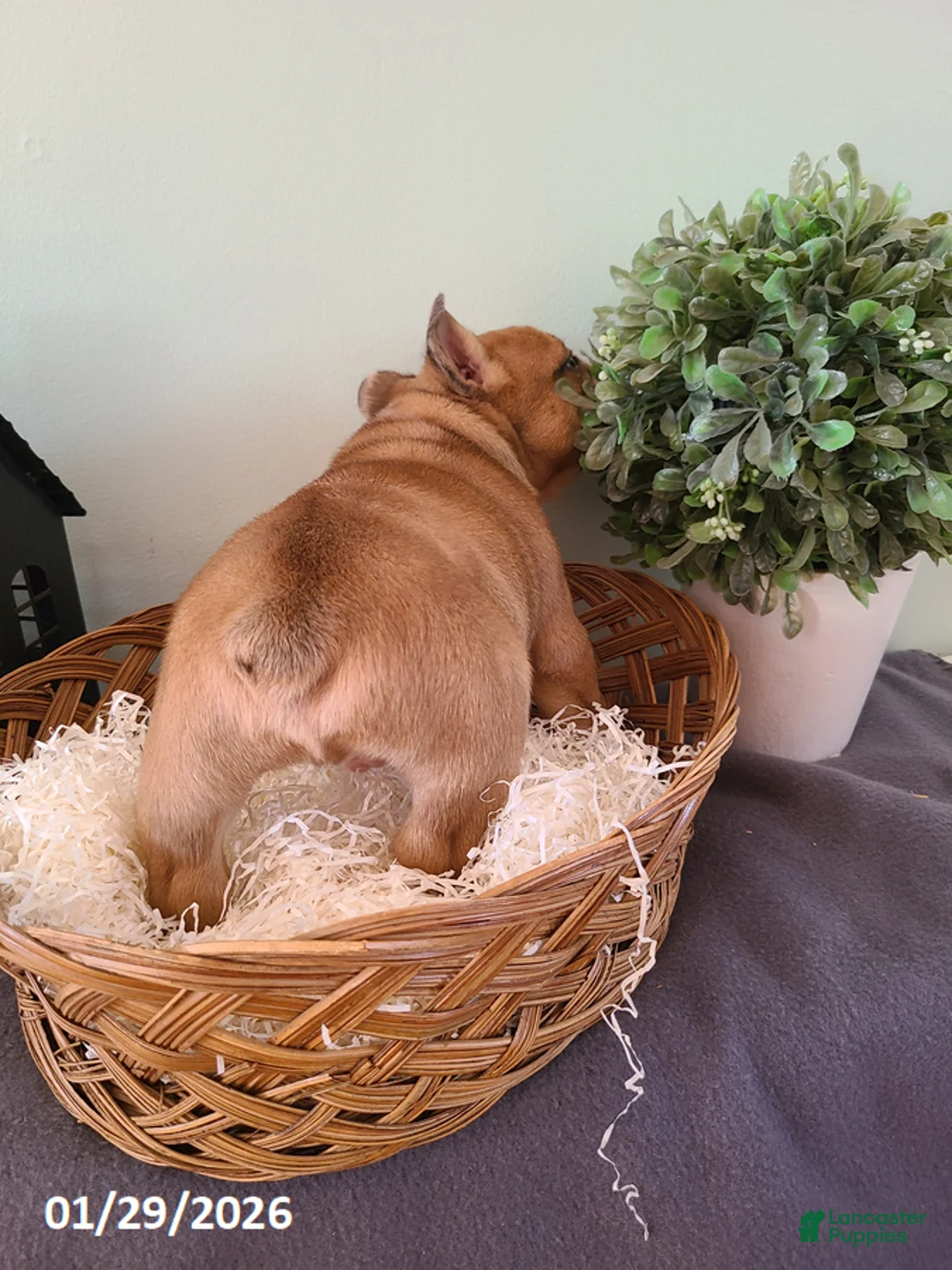 Mixed Breed dogs for sale: Milo - Ad 3