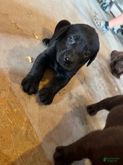 Labrador Retriever dogs Labrador Retriever  - Ad 17