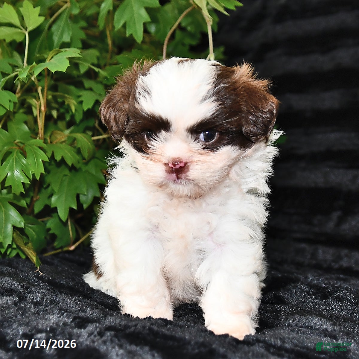 Shih Tzu dogs Dora - Ad 2