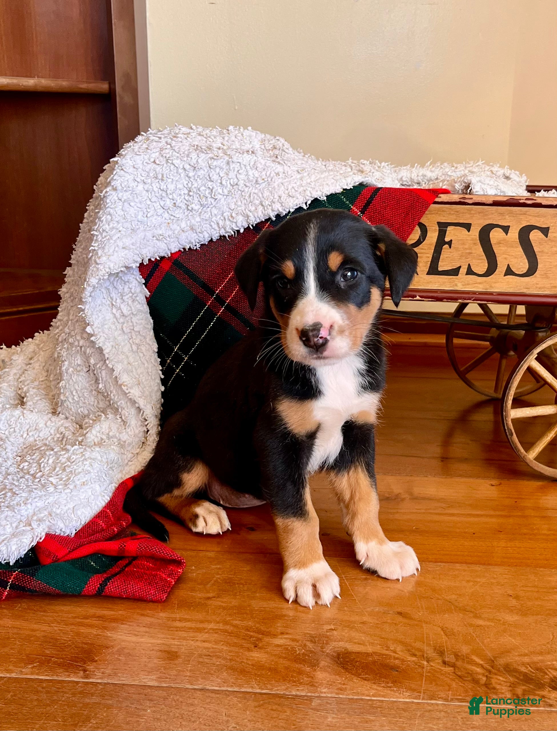 Greater Swiss Mountain Dog dogs Sage❤️🎄AKC Hip Cert❤️Call 717-859-8731 - Ad 14