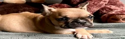 French Bulldog dogs for sale: French Bulldog Oakley  - Ad 7